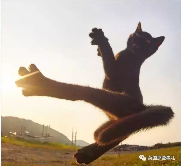 在這個日本攝影師的鏡頭下,貓咪個個都是武林高手 看這拳法,你怕了嗎