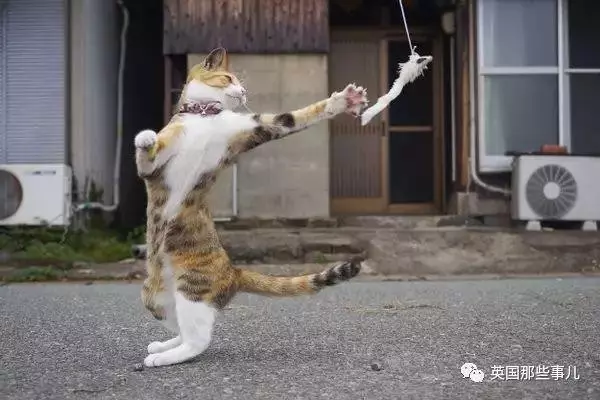 在這個日本攝影師的鏡頭下,貓咪個個都是武林高手 看這拳法,你怕了嗎