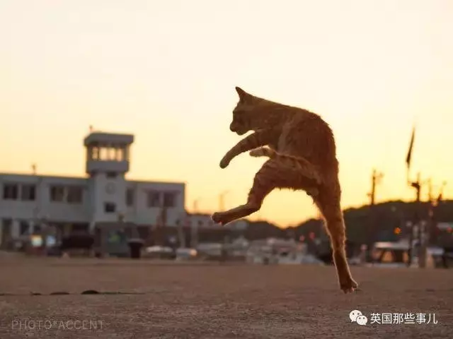 在這個日本攝影師的鏡頭下,貓咪個個都是武林高手 看這拳法,你怕了嗎