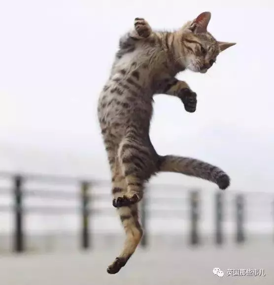 在這個日本攝影師的鏡頭下,貓咪個個都是武林高手 看這拳法,你怕了嗎