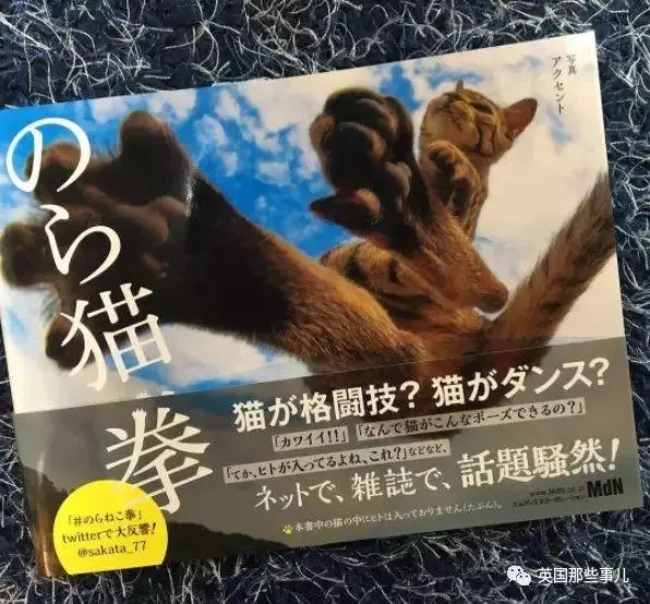 在這個日本攝影師的鏡頭下,貓咪個個都是武林高手 看這拳法,你怕了嗎