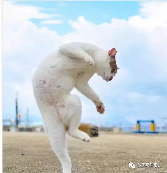 在這個日本攝影師的鏡頭下,貓咪個個都是武林高手 看這拳法,你怕了嗎