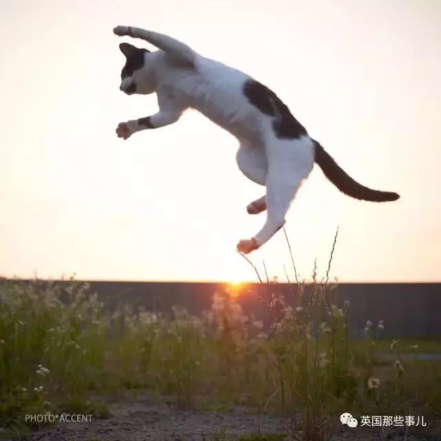 在這個日本攝影師的鏡頭下,貓咪個個都是武林高手 看這拳法,你怕了嗎