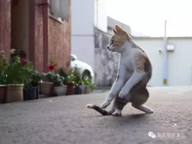 在這個日本攝影師的鏡頭下,貓咪個個都是武林高手 看這拳法,你怕了嗎