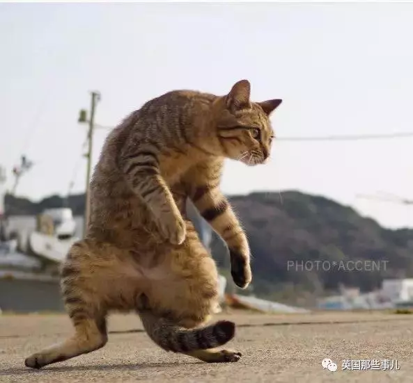 在這個日本攝影師的鏡頭下,貓咪個個都是武林高手 看這拳法,你怕了嗎