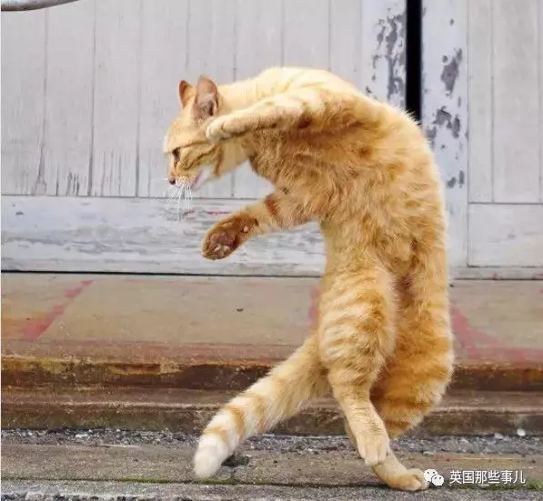 在這個日本攝影師的鏡頭下,貓咪個個都是武林高手 看這拳法,你怕了嗎