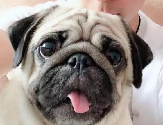 哈士奇上了巴哥犬,生出來的狗狗沒人知道親生父母