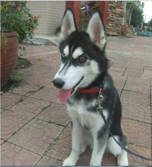 哈士奇上了巴哥犬,生出來的狗狗沒人知道親生父母