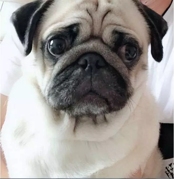 哈士奇上了巴哥犬,生出來的狗狗沒人知道親生父母