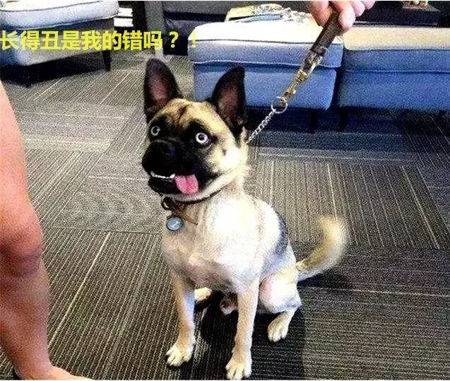 哈士奇上了巴哥犬,生出來的狗狗沒人知道親生父母