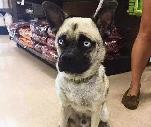 哈士奇上了巴哥犬,生出來的狗狗沒人知道親生父母