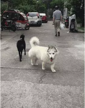 哈士奇上了巴哥犬,生出來的狗狗沒人知道親生父母