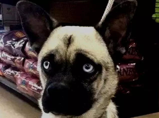 哈士奇上了巴哥犬,生出來的狗狗沒人知道親生父母