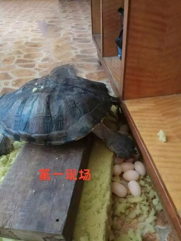烏龜在家下了14個蛋,主人打算煎著吃,剛敲碎主人腸子都悔青了!