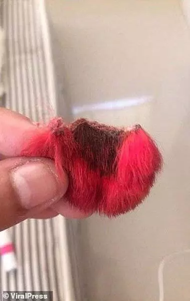 狗狗對顏料過敏 大年初二切耳朵