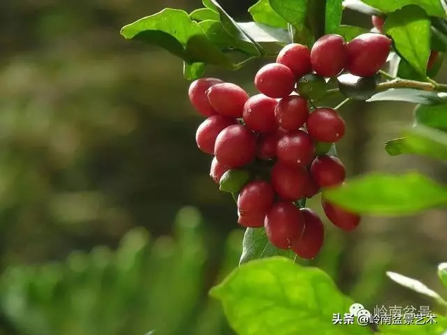 九里香的風水作用!!