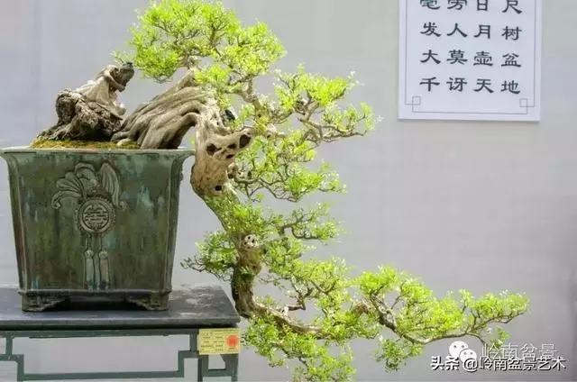 九里香的風水作用!!