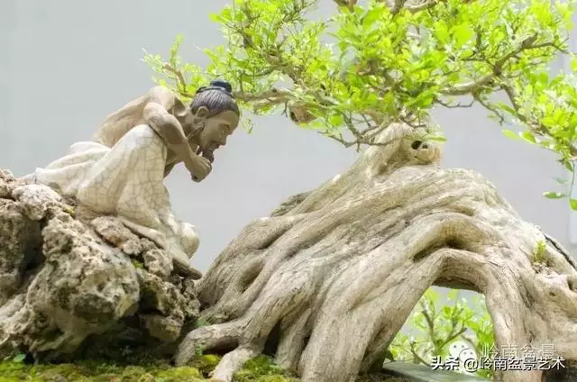 九里香的風水作用!!