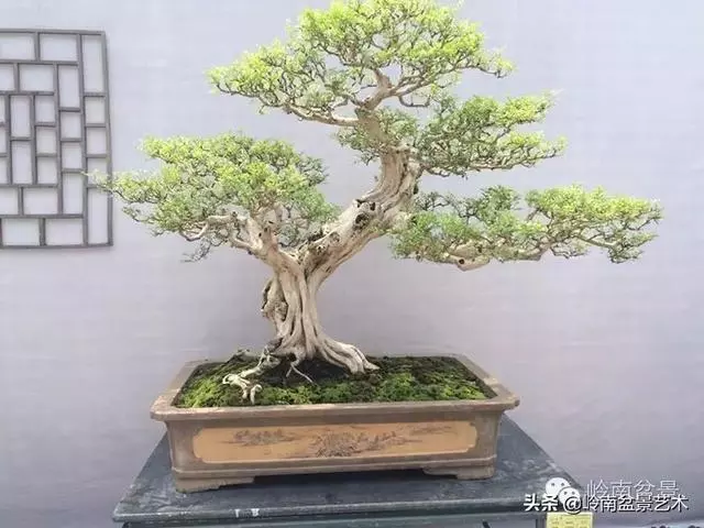 九里香的風水作用!!