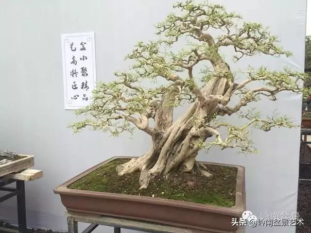 九里香的風水作用!!