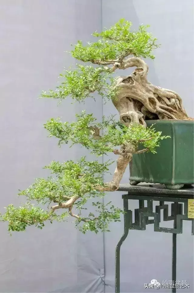九里香的風水作用!!