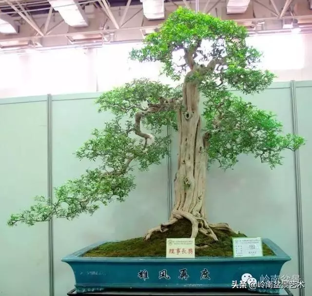 九里香的風水作用!!