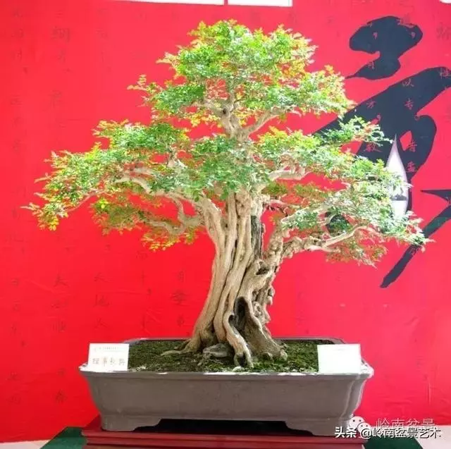 九里香的風水作用!!