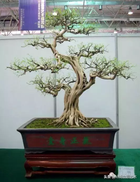 九里香的風水作用!!