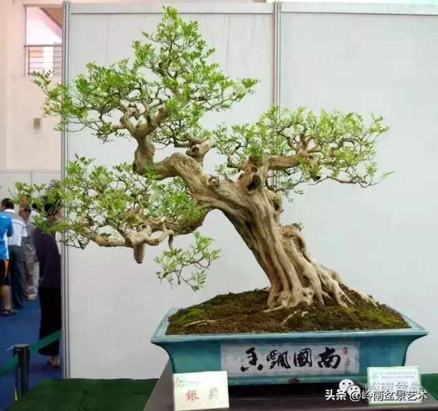 九里香的風水作用!!