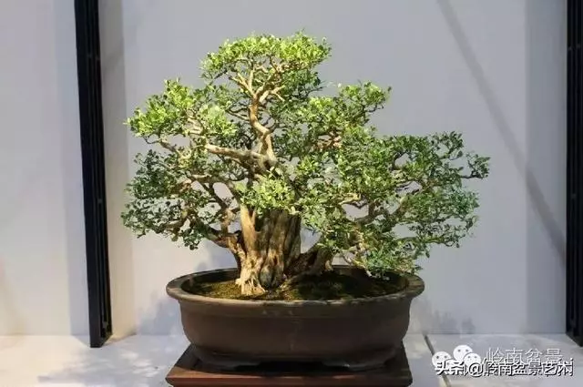 九里香的風水作用!!