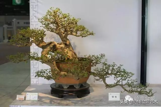 九里香的風水作用!!