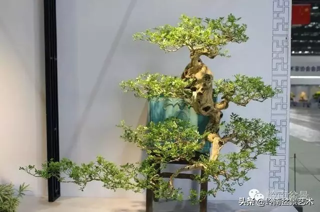 九里香的風水作用!!