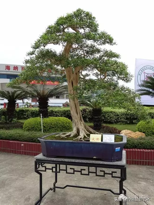 九里香的風水作用!!