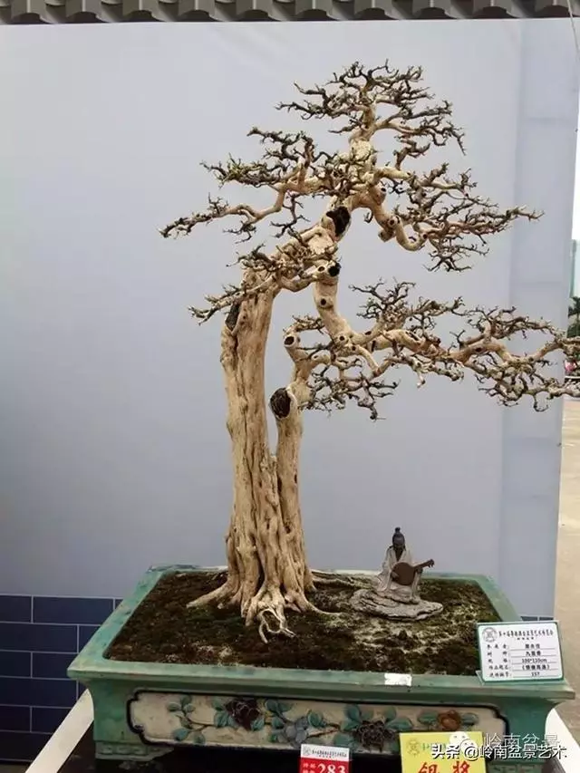 九里香的風水作用!!