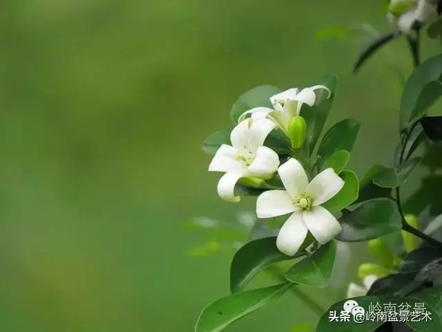 九里香的風水作用!!