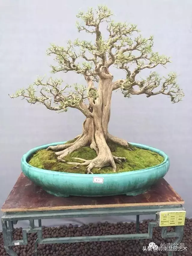 九里香的風水作用!!