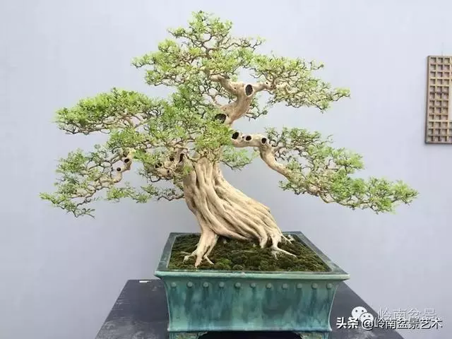 九里香的風水作用!!