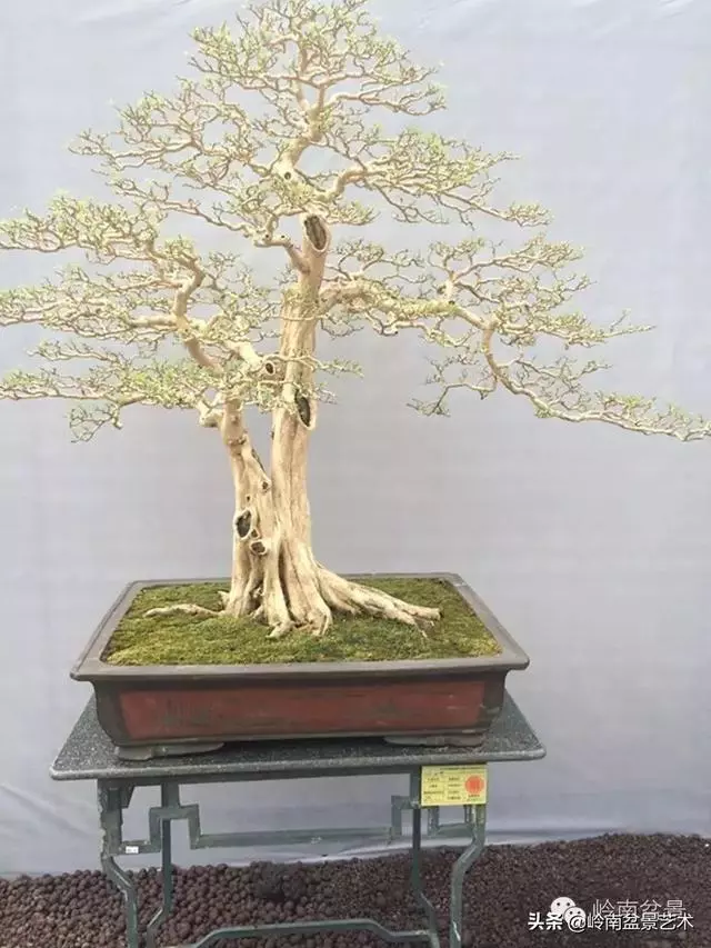 九里香的風水作用!!
