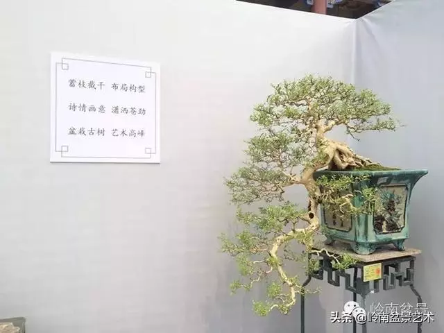 九里香的風水作用!!
