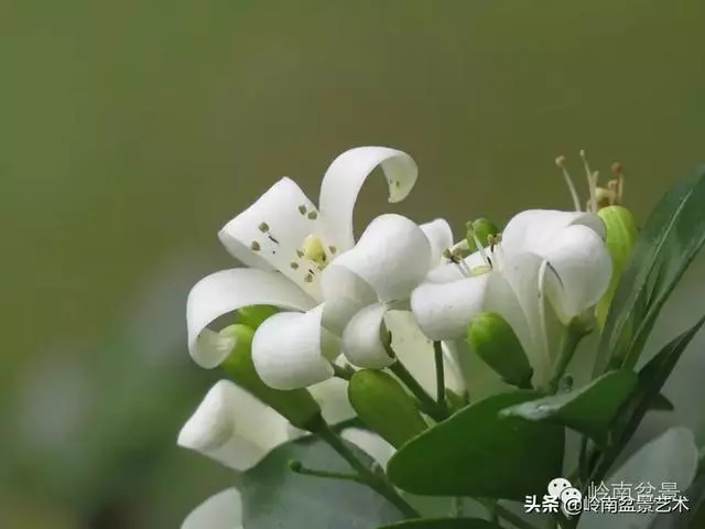九里香的風水作用!!