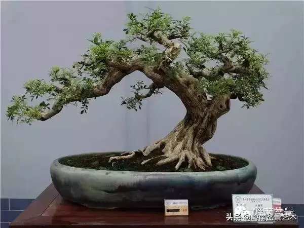 九里香的風水作用!!