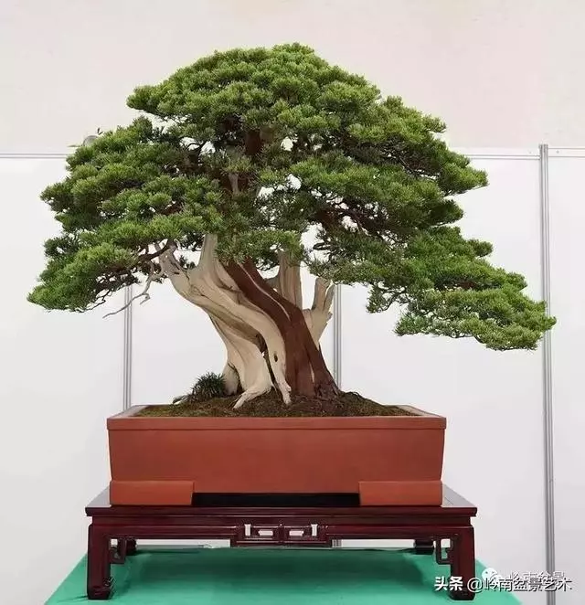 中外頂級盆展亮點作品回顧