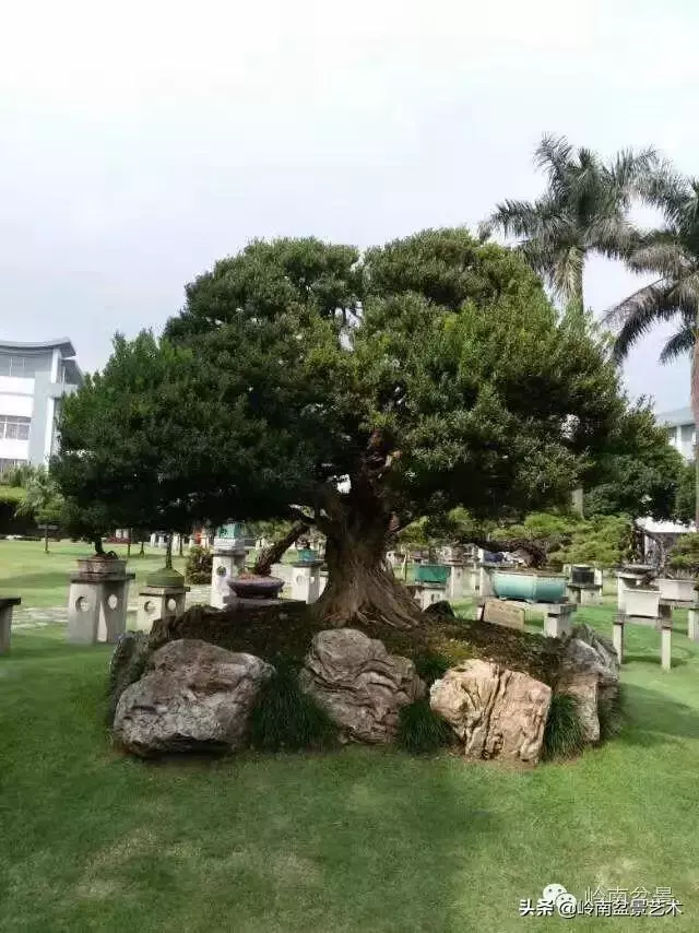 中外頂級盆展亮點作品回顧