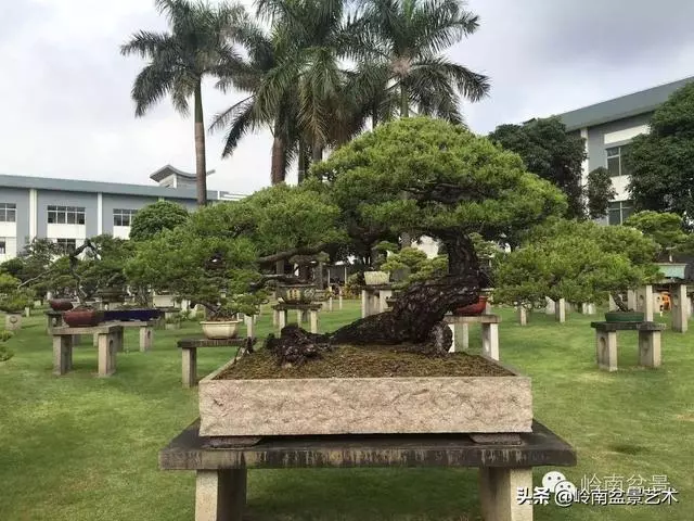 中外頂級盆展亮點作品回顧