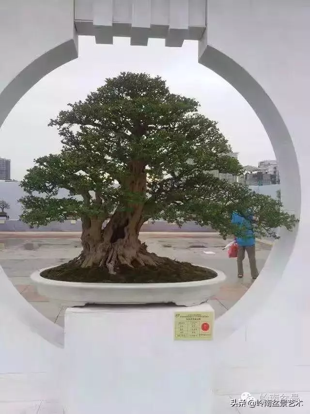 中外頂級盆展亮點作品回顧