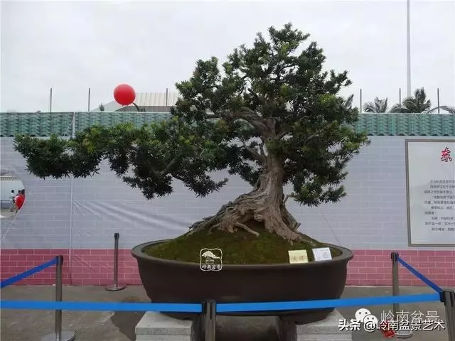 中外頂級盆展亮點作品回顧
