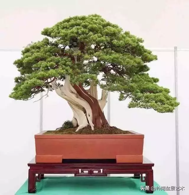 中外頂級盆展亮點作品回顧