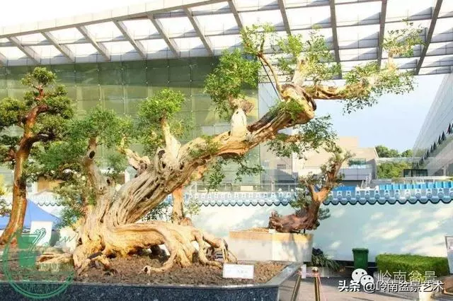 中外頂級盆展亮點作品回顧