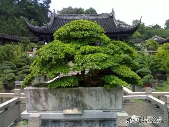 中外頂級盆展亮點作品回顧