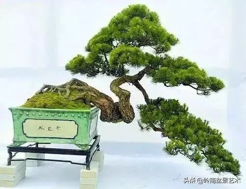 中外頂級盆展亮點作品回顧